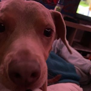 Meet your Posher, Lexii